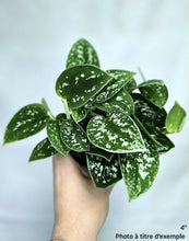 Charger l'image dans la galerie, Scindapsus Silver Cloud