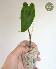 Charger l'image dans la galerie, Jeune plant Alocasia zebrina en petit pot, feuille vert foncé dressée