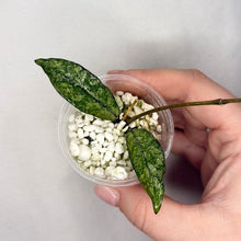 Charger l'image dans la galerie, Germination Hoya en pot transparent, tiges fines et feuilles vertes tachetées
