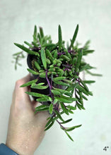 Load image into Gallery viewer, Petit bouquet de plante en tiges vertes, violettes, tenu par une main
