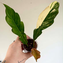 Charger l'image dans la galerie, Philodendron Caramel Marble en pot, feuilles vertes marbrées jaune crème, porté à la main