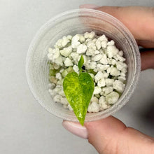 Charger l'image dans la galerie, Jeune plant Alocasia gageana aurea vert en coupe transparente avec substrat blanc