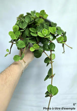 Charger l'image dans la galerie, Peperomia hope ⭐️