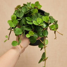 Charger l'image dans la galerie, Peperomia hope retombante, feuilles rondes vert vif et tiges grĂȘles