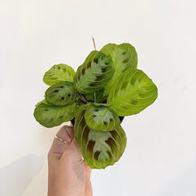 Charger l'image dans la galerie, Plante Maranta aux feuilles vertes à taches sombres, tenue à la main