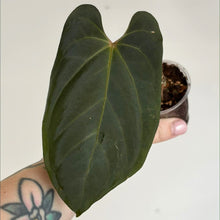 Charger l'image dans la galerie, Feuille d’anthurium vert foncé à nervures jaunes, en petit pot
