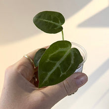 Charger l'image dans la galerie, Anthurium Michelle : jeunes feuilles vert foncé aux nervures claires, en pot