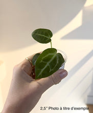 Charger l'image dans la galerie, Anthurium (RC x KOS) x Michelle