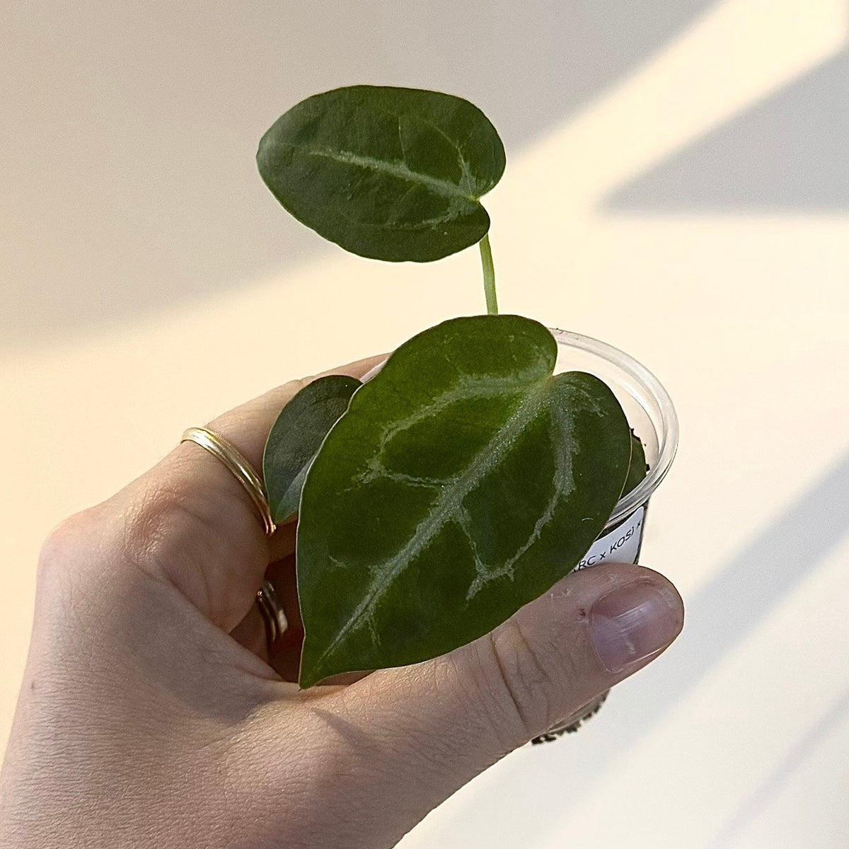 Anthurium (RC x KOS) x Michelle – ZARITS