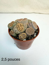 Load image into Gallery viewer, Pot de lithops en groupe, feuilles vert olive et brunes, surface tachetée.