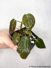 Load image into Gallery viewer, Philodendron aux feuilles vertes luisantes, en pot noir, vue rapprochée.