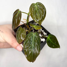 Charger l'image dans la galerie, Philodendron aux feuilles vertes luisantes, en pot noir, vue rapprochée.