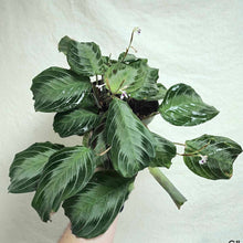 Load image into Gallery viewer, Plante d’intérieur Maranta silver band, feuilles vert foncé à bandes argentées