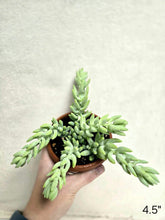 Load image into Gallery viewer, Queue de burro en pot en terre cuite, tiges retombantes vert clair, main