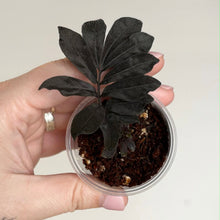 Load image into Gallery viewer, Plante en pot avec feuilles noires et terre sombre