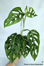 Load image into Gallery viewer, Feuilles vert foncé de Monstera adansonii 'Swiss Cheese' à grands trous