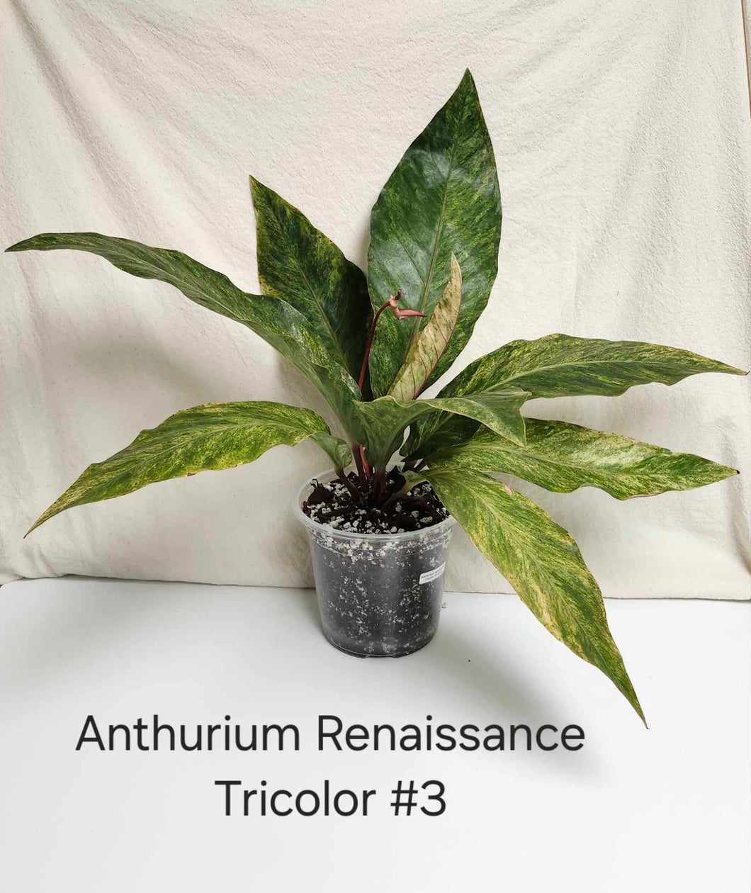 Anthurium renaissance tricolor #3