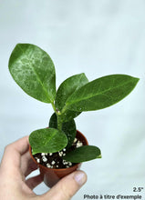 Charger l'image dans la galerie, Hoya exotique australis⭐️