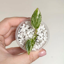 Load image into Gallery viewer, Philodendron Emerald Queen en petit pot avec feuilles vertes panachées et galets blancs