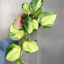 Charger l'image dans la galerie, Pothos Manjula en pot, feuilles panachées vert clair et vert foncé, tiges retombantes