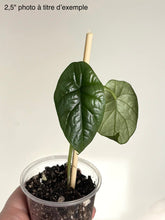 Load image into Gallery viewer, Alocasia Sinuata