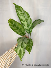 Charger l'image dans la galerie, Aglaonema roméo en pot, feuilles vertes tachetées, tiges brunes, main tenant la plante