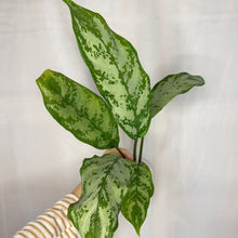 Charger l'image dans la galerie, Aglaonema roméo en pot, feuilles vertes tachetées, tiges brunes, main tenant la plante