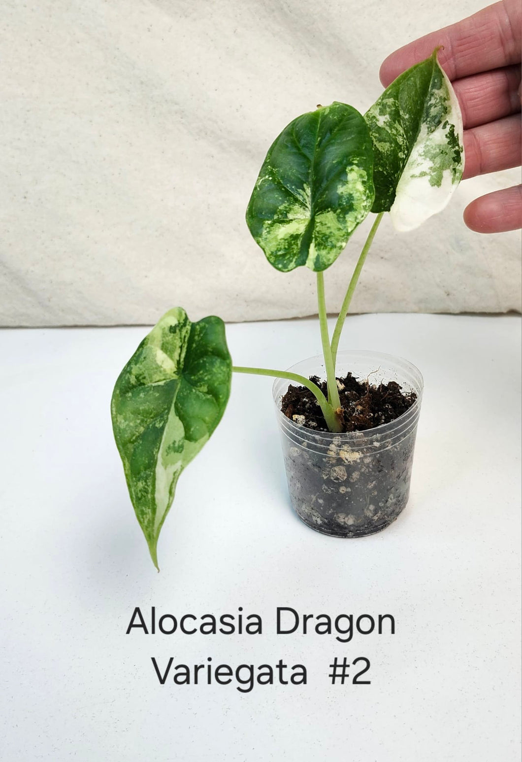 Alocasia Dragon Scale variegata #2