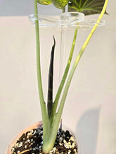 Charger l'image dans la galerie, Tuteur de plante transparent avec crochets, installé dans un pot