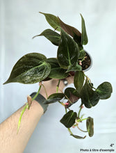Load image into Gallery viewer, Philodendron à feuilles vert foncé luisantes, en petit pot, tiges grimpantes.