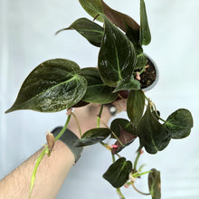 Charger l'image dans la galerie, Philodendron à feuilles vert foncé luisantes, en petit pot, tiges grimpantes.