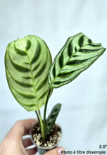 Charger l'image dans la galerie, Calathea burle marx ⭐️