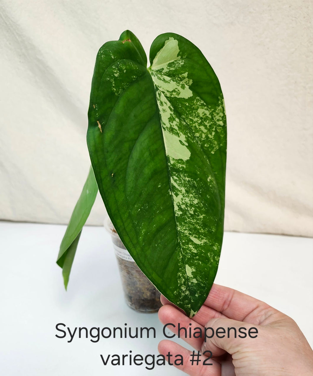 Syngonium chiapense variegata #2