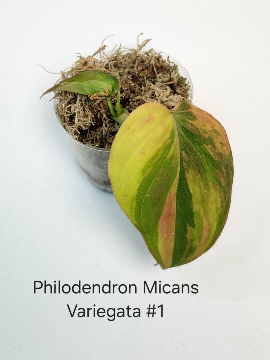 Philodendron Mican varigata #1 début de racine