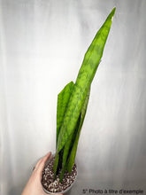 Charger l'image dans la galerie, Sansevière Black Coral