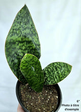 Charger l'image dans la galerie, Sansevière Whale fin