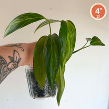 Charger l'image dans la galerie, Epipremnum Amplissimum Variegata, plante grimpante en pot, feuilles vertes