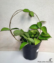 Charger l'image dans la galerie, Hoya black margin ⭐️