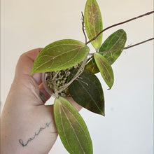 Load image into Gallery viewer, Plante Hoya Camphorifolia, plusieurs feuilles vertes avec tiges et racines