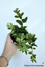 Load image into Gallery viewer, Plante en pot Aeschynanthus à feuillage panaché bicolore, vert clair et vert foncé