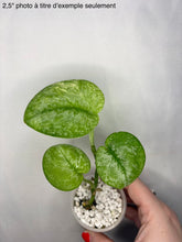 Load image into Gallery viewer, Scindapsus Halimoon