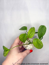 Charger l'image dans la galerie, Epipremnum Yellow Star