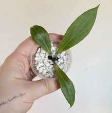 Load image into Gallery viewer, Plante Hoya Camphorifolia, 3 feuilles vertes sur substrat minéral blanc en pot