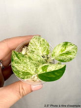 Charger l'image dans la galerie, Epipremnum Pinnatum Marble