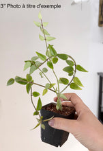 Load image into Gallery viewer, Jeune plante en pot noir avec feuilles vertes, main tenant le pot.