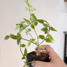 Load image into Gallery viewer, Jeune plante en pot noir avec feuilles vertes, main tenant le pot.