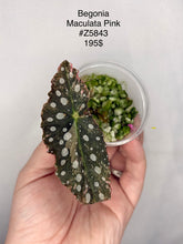 Load image into Gallery viewer, Bégonia Maculata Pink #Z5843