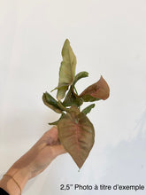 Charger l'image dans la galerie, Syngonium rose