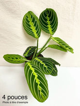 Charger l'image dans la galerie, Maranta lemon lime ⭐️