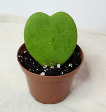 Charger l'image dans la galerie, Hoya kerrii heart⭐️